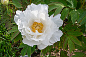 Shrub peony (Paeonia) 'Godaishu' in the bed, portrait