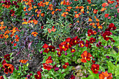 Gold lacquer (Erysimum cheiri) and horned violet (Viola cornuta) in the garden bed