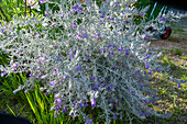 Emus shrub (Eremophila nivea) in the garden