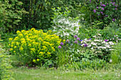 Snowflake bush (Chionanthus virginicus), marsh spurge 'Walenberg's Glorie', Japanese snowball 'pink Beauty' (Viburnum plicatum), ornamental garlic in the border