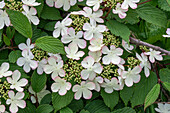 Japanese snowball 'Pink Beauty' (Viburnum plicatum)