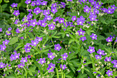 Storchschnabel 'Mayflower' (Geranium) im Gartenbeet