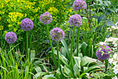 Ornamental leek 'Goliath' (Allium) and marsh spurge (Euphorbia palustris) in the border