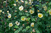 Chinese golden rose (Rosa hugonis), flowering rose bush