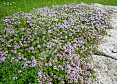 Sand thyme (Thymus serpyllum) in the garden