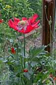 Opium poppy (Papaver somniferum), single large flower in the garden