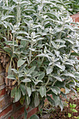 Woolwort in raised bed (Stachys Byzantina)