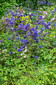 Columbine (Aquilegia) in the garden bed