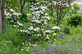 Chinese flowering dogwood (Cornus kousa var. chinensis)