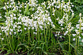 Spanish bluebell 'Alba Maxima' (Hyacinthoides hispanica) in the border