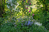 Schneeflockenstrauch, Rose 'Fräulein Maria', spanisches Hasenglöckchen 'Alba Maxima' und 'Excelsior', Akelei,  Beinwell 'Miraculum'