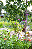 Blühende Sommerblumen im Garten, Baum und Hochbeete