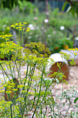 Flowering fennel in the summer garden