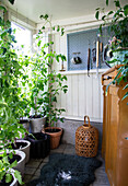 Potted plants in the sunny garden shed, garden tools on the wall