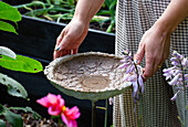 Concrete bird bath surrounded by flowering plants in the garden