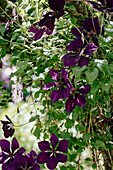 Waldrebe (Clematis) im Sommergarten