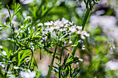 Mexican coriander (Eryngium foetidum)