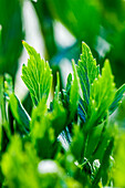 Lovage (Levisticum officinale) - close-up