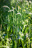 Sommerwiese mit Gräsern und gelben Wiesenblumen im Sonnenschein