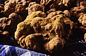 Fresh truffle on kitchen towel