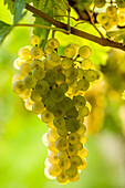 Trauben der Sorte Nosiola für Vin Santo