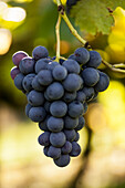Grapes of the Cabernet variety on the vine