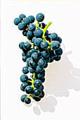Vine of the Cabernet variety