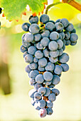 Cabernet grapes on the vine