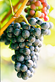 Franconia grapes on the vine