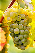 Light-coloured grapes on the vine