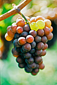 Pinot Grigio grapes on the vine
