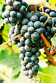 Rebo grapes on the vine