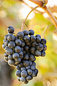 Syrah grapes on the vine