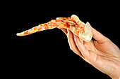 Hand holds slice of cheese pizza over black background