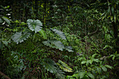 Philodendron giganteum im dichten Regenwald von Guadeloupe, Karibik