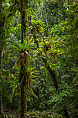 Tropische Vegetation im Regenwald des Nationalparks von Guadeloupe, Karibik