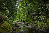 Bach im tropischen Regenwald des Nationalparks von Guadeloupe, Karibik