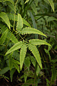 Tropical fork fern (Dicranopteris pectinata) in the rainforest of the island of Guadeloupe, Central America