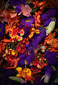 Colourful tropical flowers and fruits with upright sky flower (Thunbergia erecta) in purple, orange and yellow, studio shot