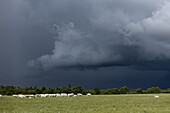 Kuhweide unter dunklen Gewitterwolken in Kahtla, Saaremaa