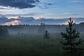 Bäume im Morgennebel in Estland