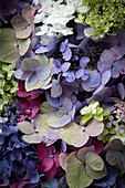 Hydrangea flowers in different colours in summer