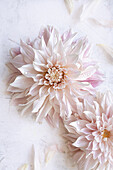 Dahlia (Dahlia) 'Café au Lait' flower against a light-coloured background