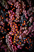 Fruits of Magnolia (Magnolia loebneri) in autumn on a black background