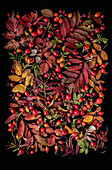 Autumn fruits and leaves: rosehips, rowanberry, raspberry, willowherb, still life