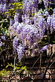 Blühender Blauregen (Wisteria) an Backsteinmauer