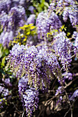 Flowering wisteria (Wisteria) on a brick wall