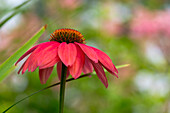 Purple coneflower (Echinacea purpurea) in the summer garden