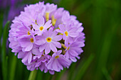 Primula denticulata in the spring garden