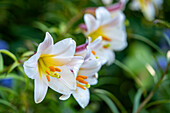 White trumpet lily (Lilium longiflorum) in the garden